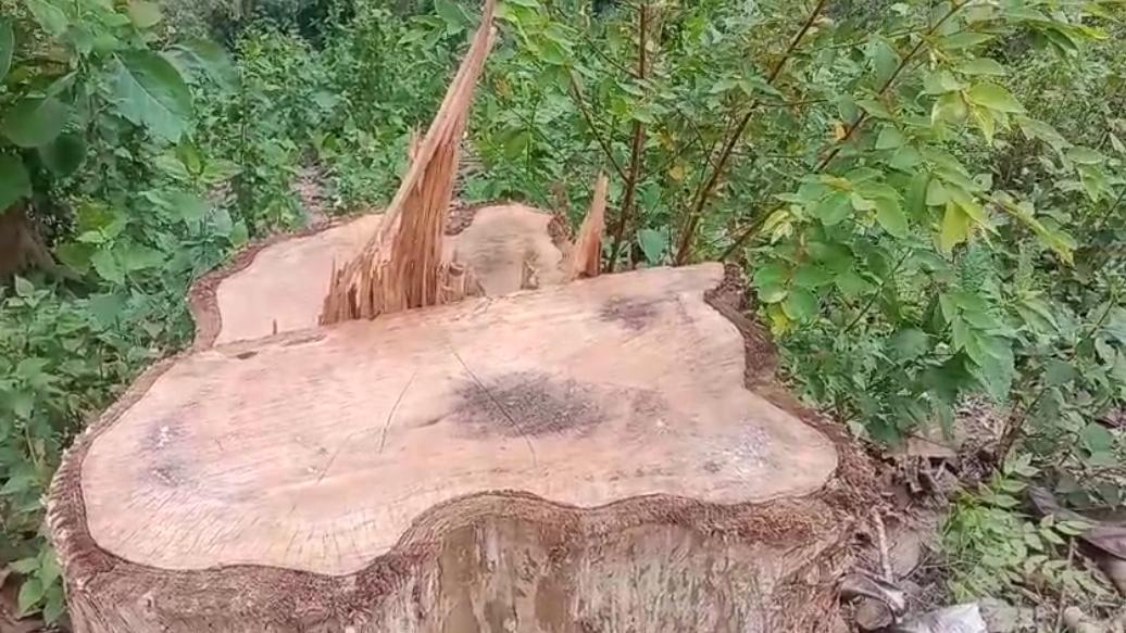 Deforestation-Tripura-hills-Wildlife-ecological- crisis